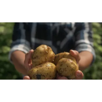 Potato (31)-761041-97802.webp
